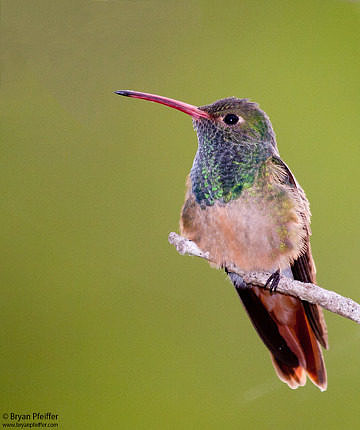 Buff-bellied Hummingbird in the Rio Grande Valley of Texas