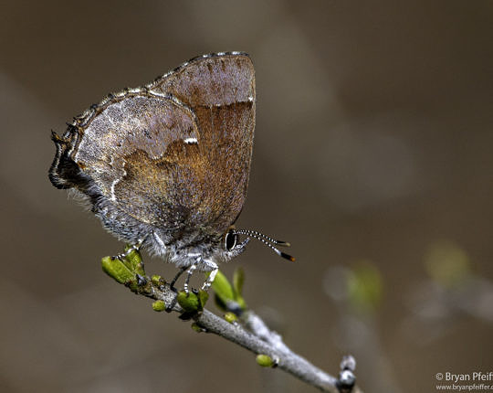 Henry's Elfin (Callophrys henrici) flying with the orangetips in San Marcos, Texas, on 1 Mar 2020