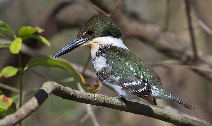 Green Kingfisher from the Rio Grande Valley of Texas