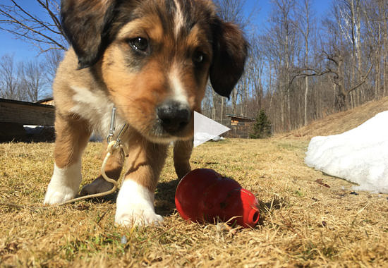 Odin and his Kong