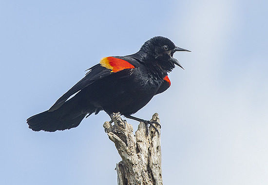 Red-winged Blackbird by Bryan Pfeiffer