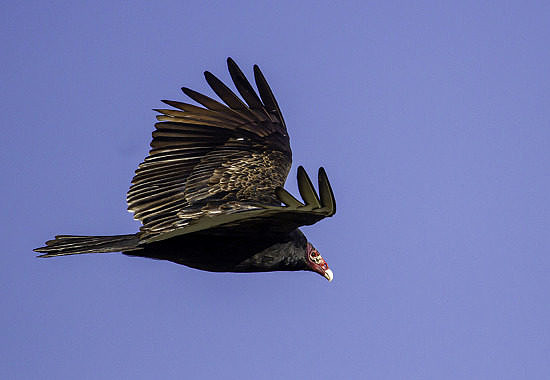 Turkey Vulture by Bryan Pfeiffer