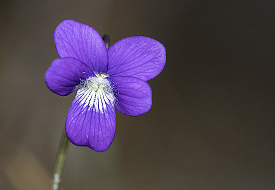 Southern Coastal Violet (Viola septemloba) by Bryan Pfeiffer