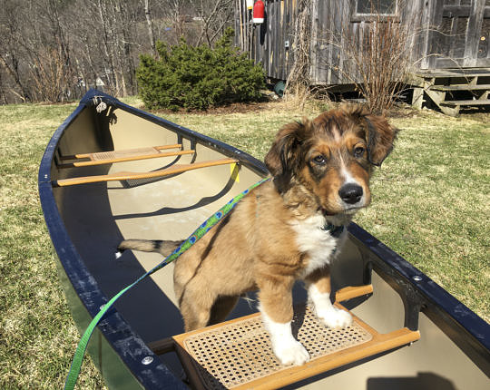 Canoe training — no hesitation getting in the boat!