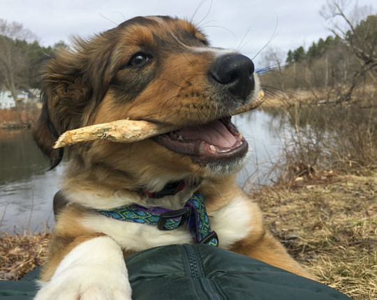 A damned good stick indeed — thanks, Mr. Beaver!