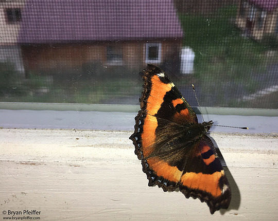 A Milbert's Tortoiseshell (Aglais milberti) on the window in October (before it packed it in for winter).