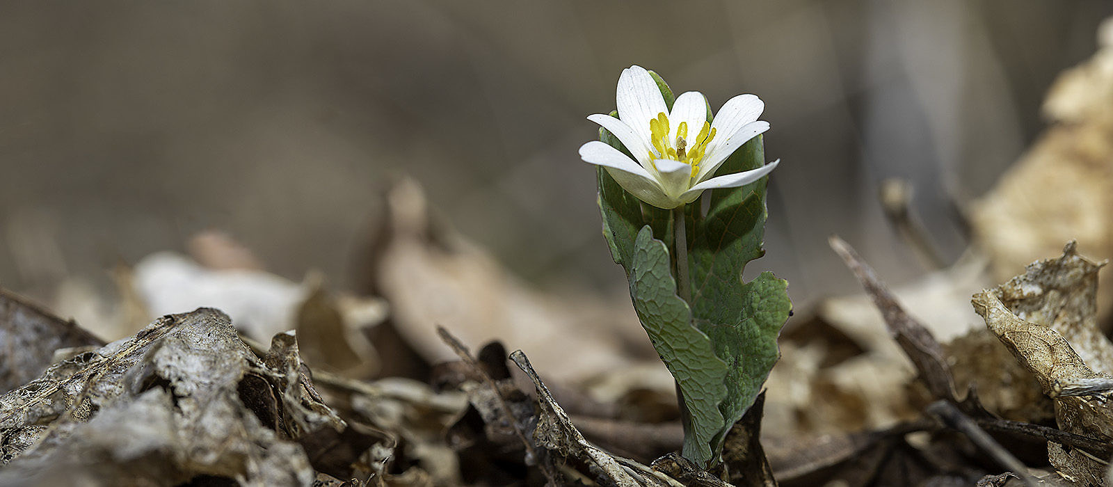 Bloodroot (Sanguinaria canadensis) by Bryan Pfeiffer