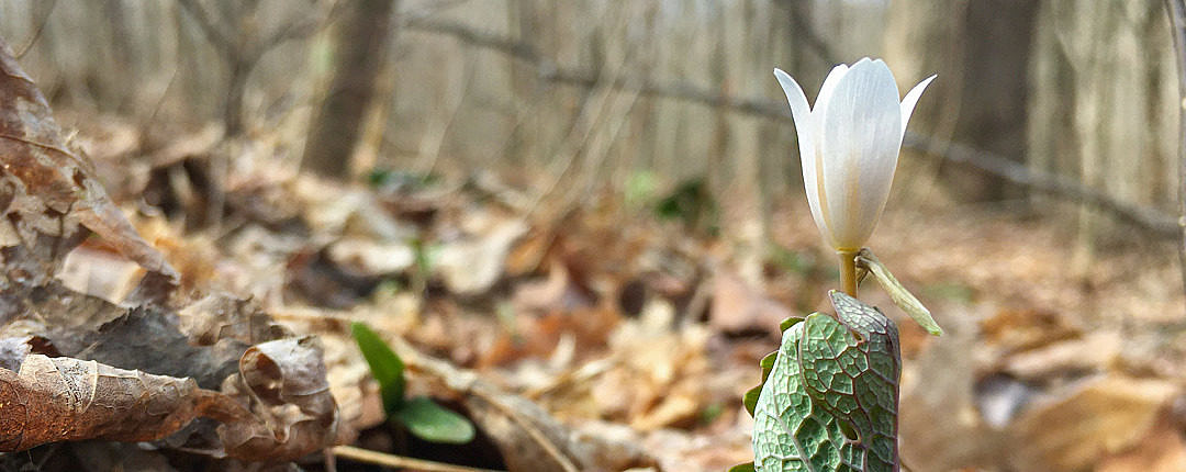 My first Bloodroot (Sanguinaria canadensis) flower of the spring, emerging from the embrace of its leaves, in Montpelier, Vermont, on 18 April 2020.