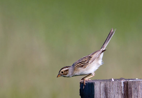 Clay-colored Sparrow by Bryan Pfeiffer