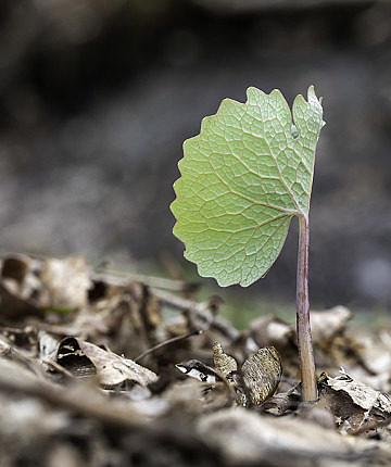 A leaf awaiting its flower on 28 April, after the rain