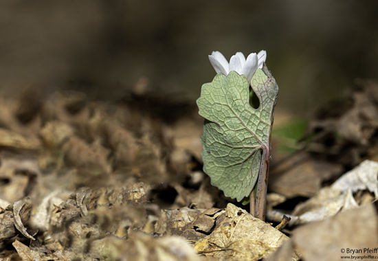 Bloodroot (Sanguinaria canadensis) by Bryan Pfeiffer
