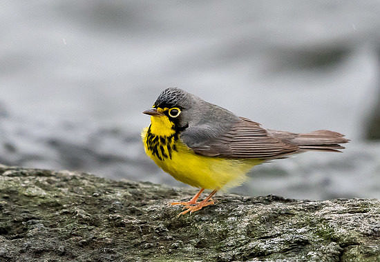 Canada Warbler by Josh Lincoln