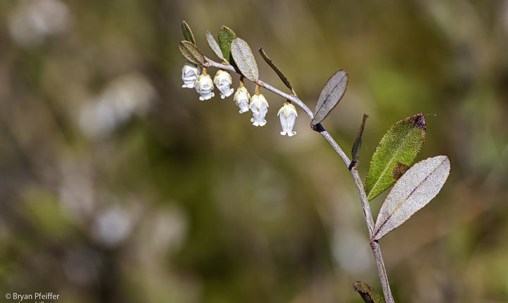 Leatherleaf (Chamaedaphne calyculata), the first to bloom in bogs here in New England. 