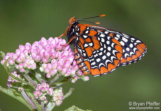 Baltimore Checkerspot by Bryan Pfeiffer