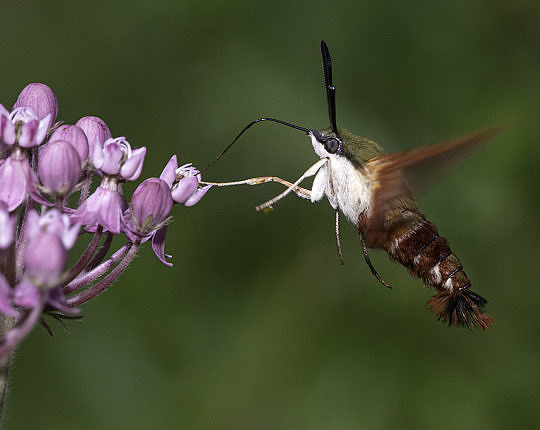 Hummingbird Clearwing moth (Hemaris thysbe)