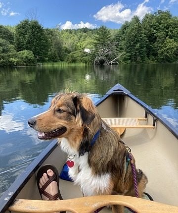Odin is already a wonderful canoe companion (and he now owns a life jacket).