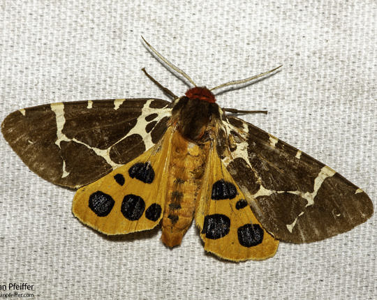 The Garden Tiger Moth (Arctia caja) that showed up at my light on 1 August 2020.