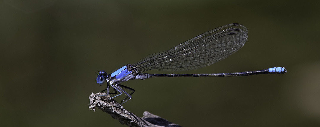 Blue-tipped Dancer (Argia apicalis) on the Poultney River in Vermont on 14 August 2020. (Dancers hold their wings above the abdomen.)