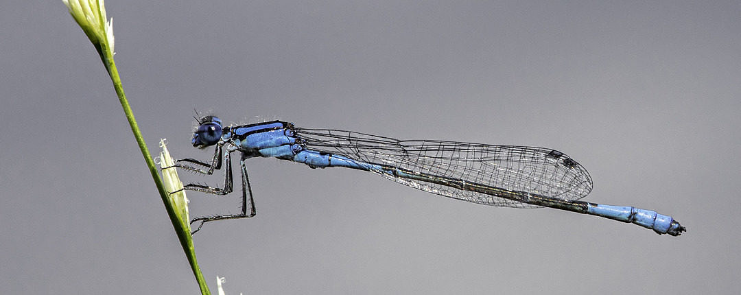 Azure Bluet (Enallagma aspersum) on a bog in Maine on 20 July 2020. (In bluets the wings clasp the abdomen.)