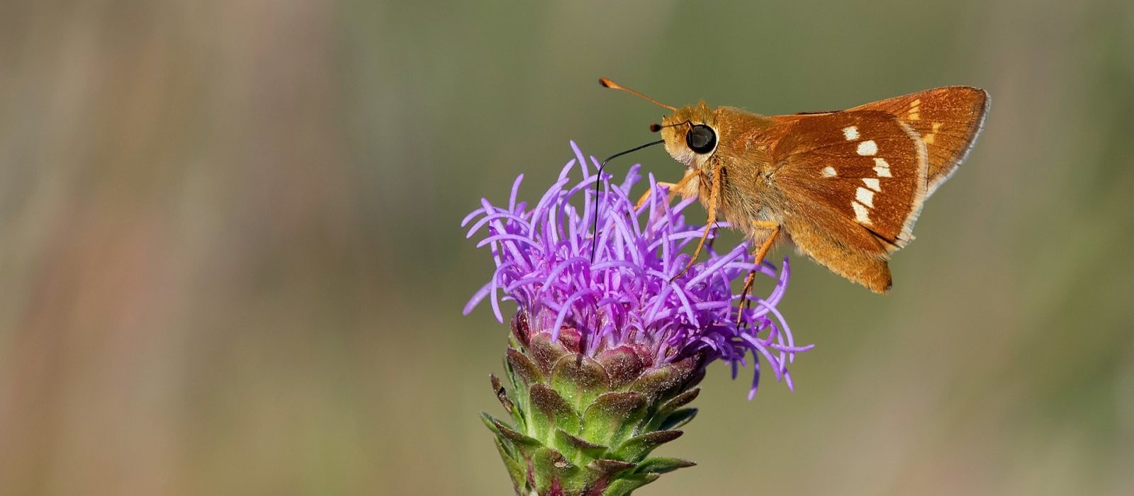 Leonard's Skipper (Hesperia leonardus) by Bryan Pfeiffer