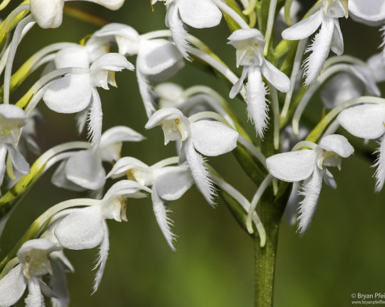 White-Fringed Orchid (Platanthera blephariglottis) on a bog in Maine on 18 July 2020.