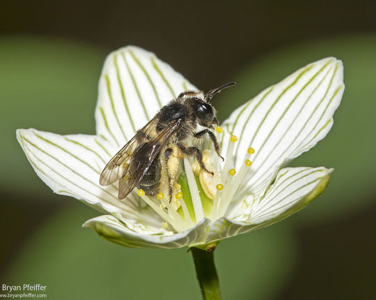 Among the few photographs in the world of the rare Andrena parnassiae bee on its favorite flower, Fen Grass-of-Parnassus, in Peacham, Vermont, on 1 September 2020.