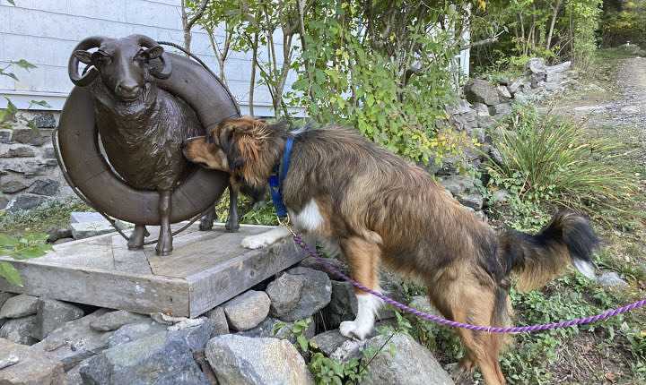 The closest Odin got to actual work (his breed's destiny) while on Monhegan