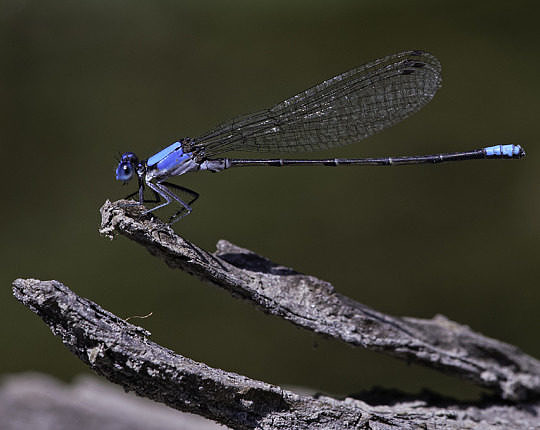 Blue-fronted Dancer (Argia apicalis) in Poultney, Vermont, on 14 August 2020.