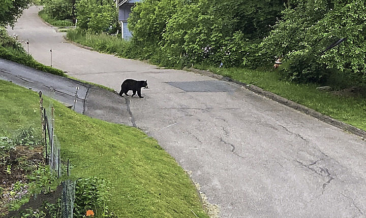 Black Bear out our bedroom window in Montpelier on 16 June 2020.