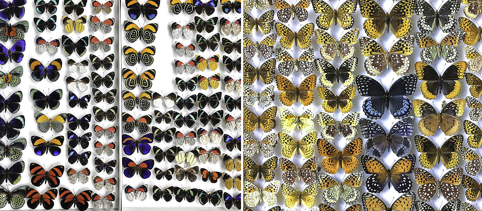 Butterfly specimens by Bryan Pfeiffer