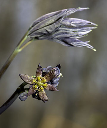 Early Blue Cohosh (Caulophyllum giganteum) in East Montpelier, Vermont, on 28 April 2020.