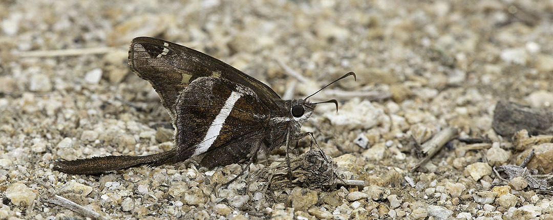 White-striped Longtail (Chioides catillus) along the Rio Grande in Texas on 25 February 2020