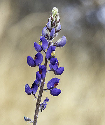 Lupine species at Big Bend National Park on 17 February 2020.