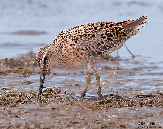 Short-billed Dowitcher in Texas on 26 April 2010