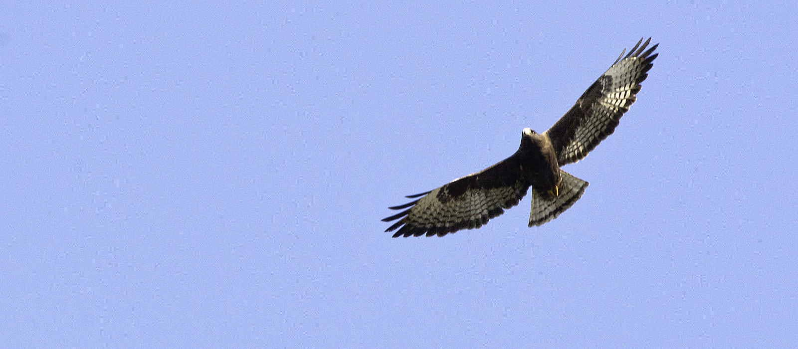 Short-tailed Hawk by Bryan Pfeiffer