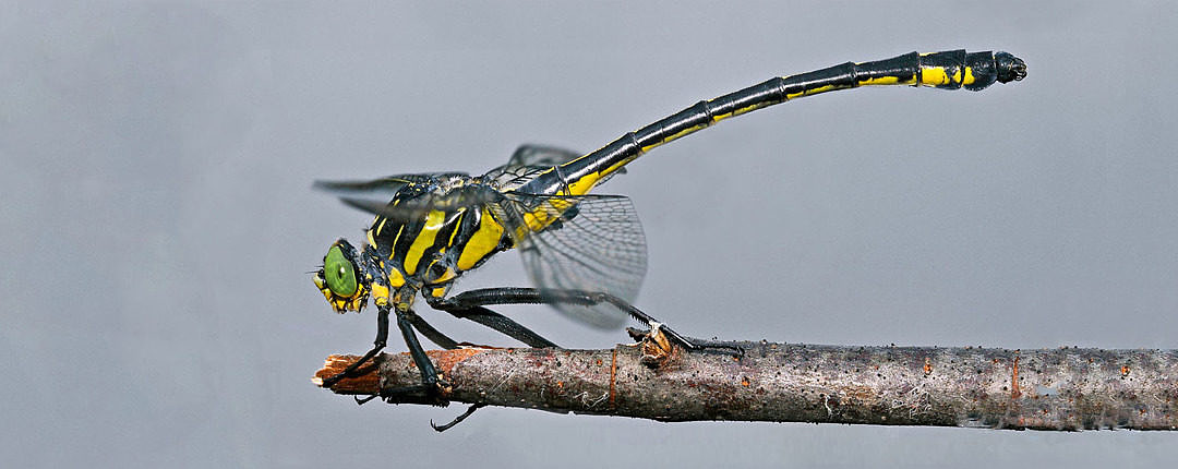 Dragonhunter, whose scientific name is Hagenius brevistylus — so named for the entomologist Hermann August Hagen and this dragonfly's short terminal appendages. I photographed this lovely beast in Marshfield, Vermont, on 16 July 2005