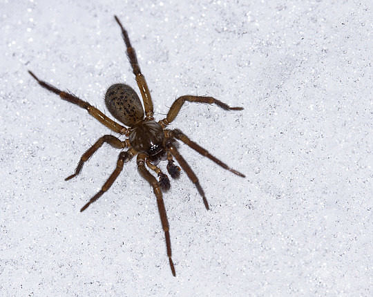 A spider in the genus Cicurina walking on the snow in Marshfield, Vermont, on 15 January 2021.