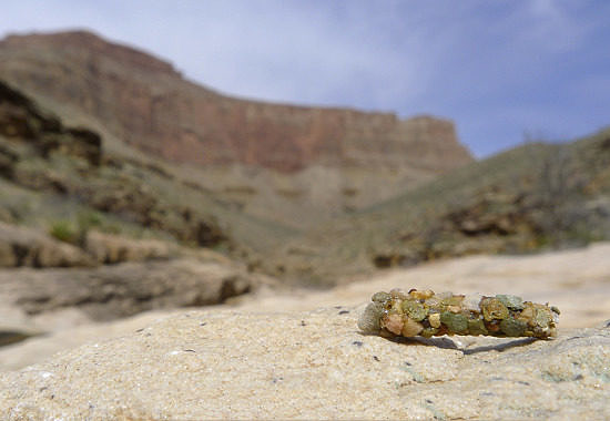 Caddisfly case in the Grand Canyon by Bryan Pfeiffer