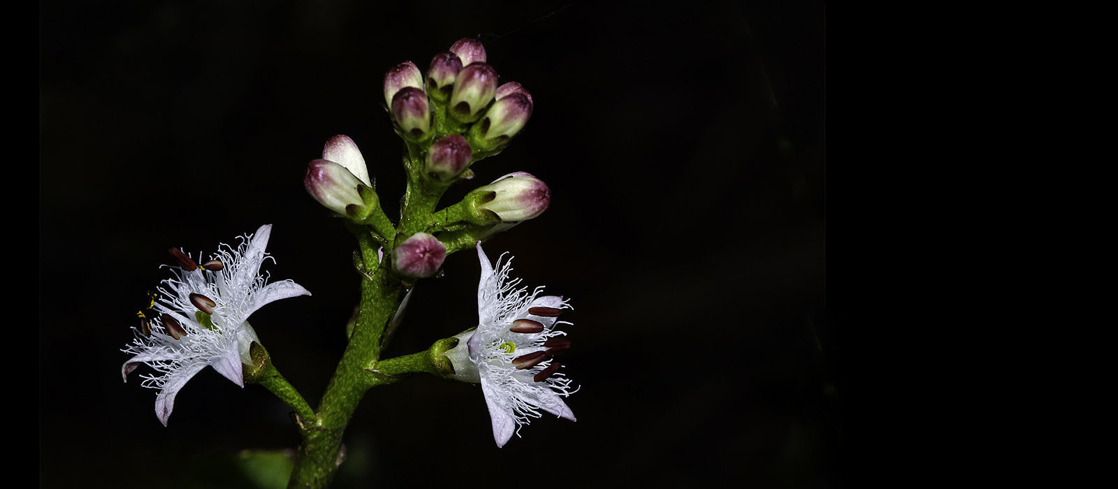 Bogbean (Menyanthes trifoliata) by Bryan Pfeiffer 