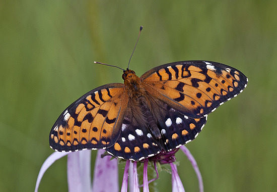 Regal Fritillary by Bryan Pfeiffer