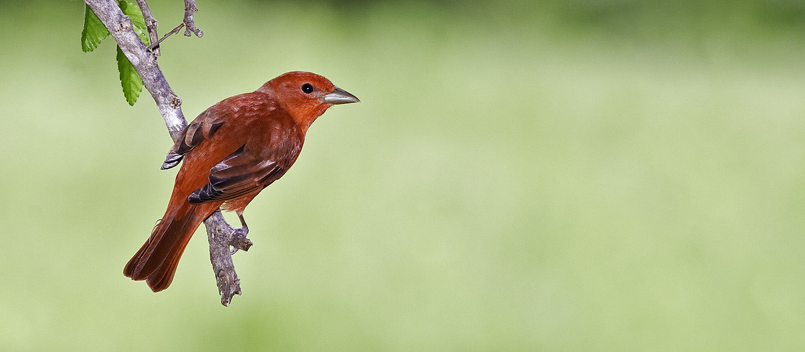 Summer Tanager by Bryan Pfeiffer