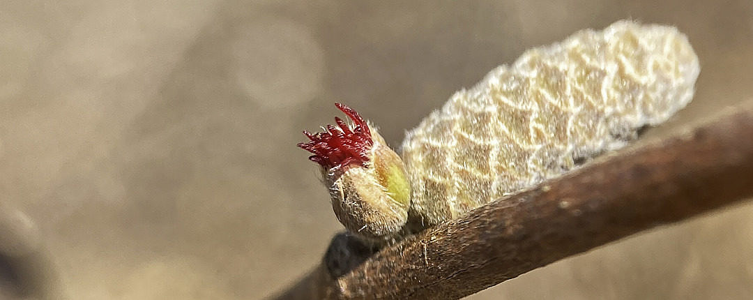 A female (pistillate) Beaked Hazelnut flower emerging today in Montpelier, Vermont, with a male (staminate) catkin not yet showing its stamens.