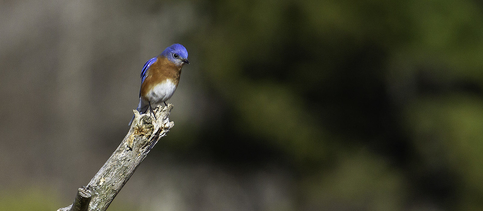 Eastern Bluebird by Josh Lincoln