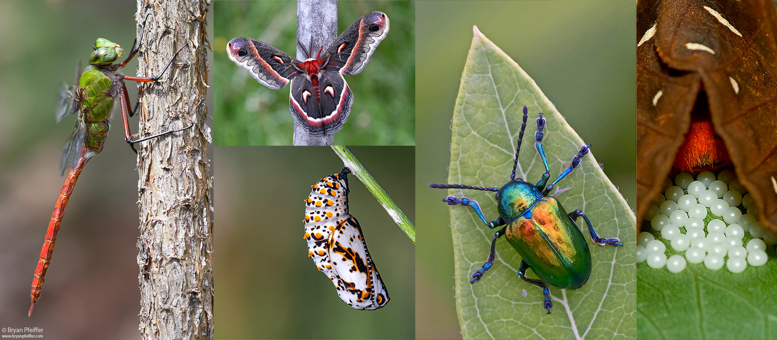 Insects for Birders with Bryan Pfeiffer