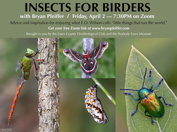 Insects for Birders