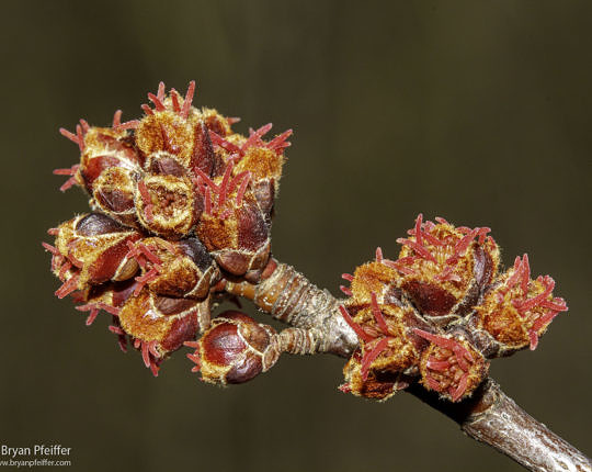 Female Silver Maple flowers showing no petals, but rather the female's luscious red stigmas (and, just barely, infertile stamens).