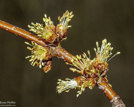 Male Silver Maple flowers showing anthers on styles.
