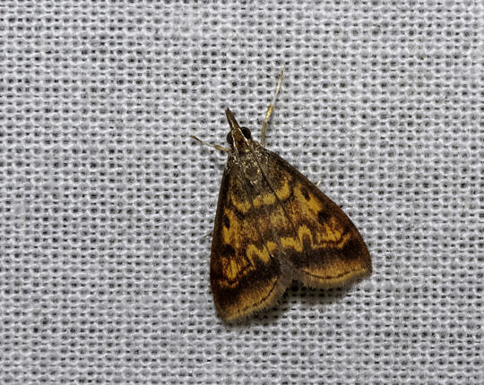 Mint-loving Pyrausta (Pyrausta acrionalis) in Montpelier on May 20, 2021