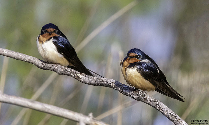 A pair of those Barn Swallows