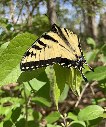 My first tiger swallowtail of the year (looks like an intergrade) in Michigan (iPhone shot).